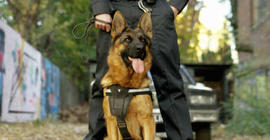 biztonsági őr kutyával