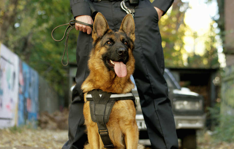 biztonsági őr kutyával